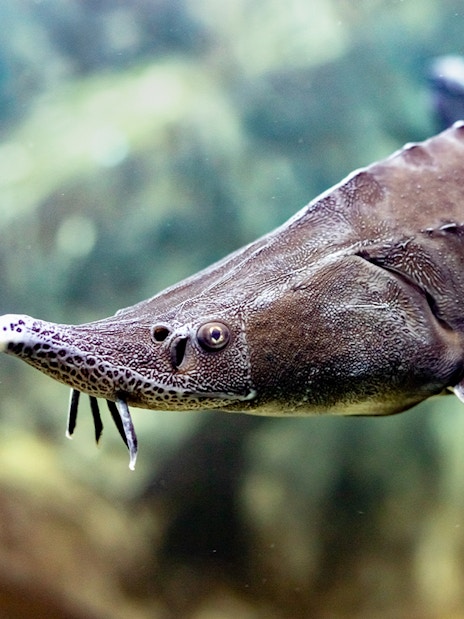 Sturgeon swimming in the Danube Delta exhibit at SEA LIFE Munich.