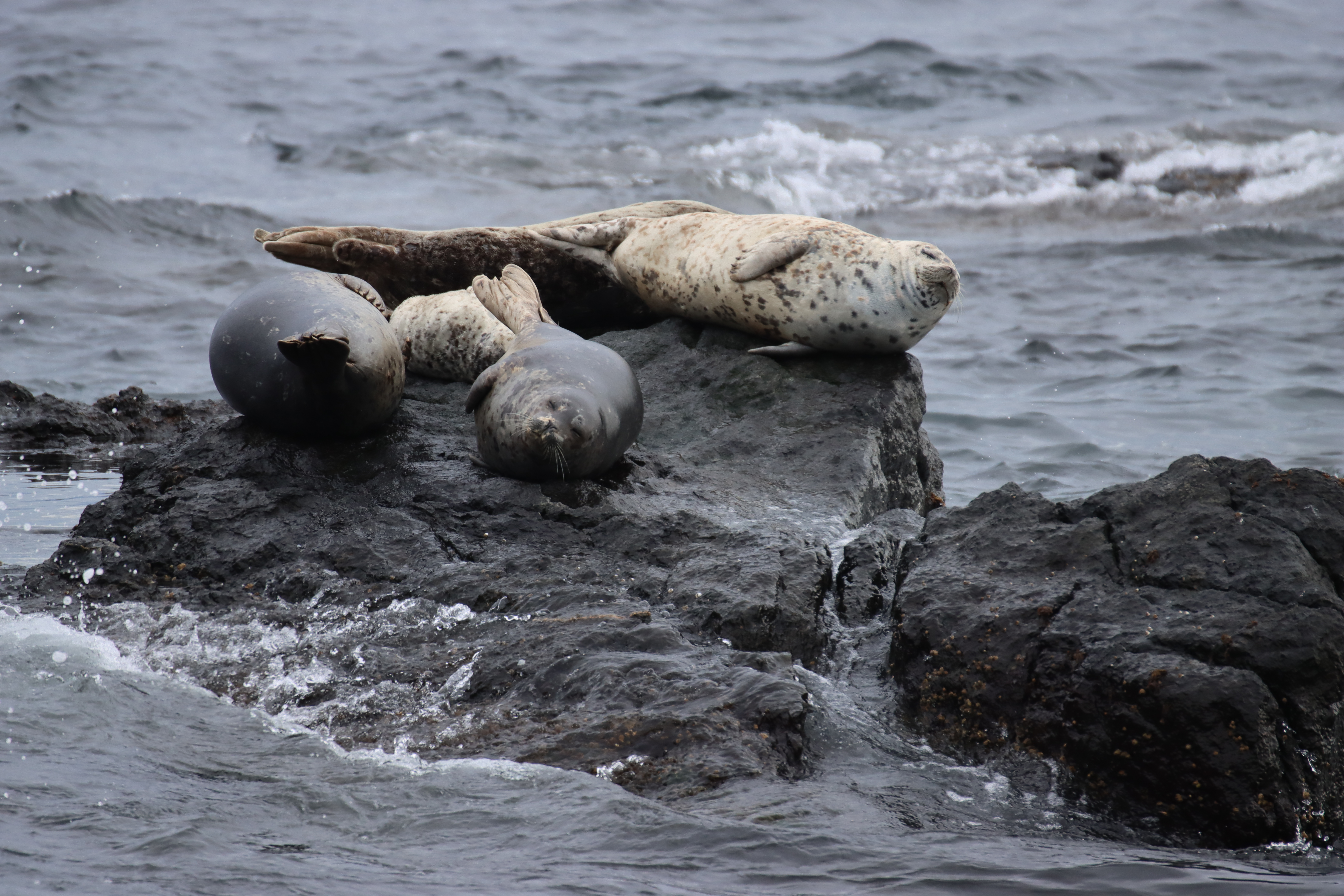 Harbour seals resting on rocks during Vancouver Whale Watching Tour.