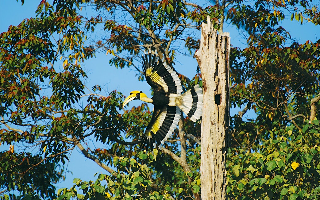 Hornbill flying near tree in Langkawi forest during bird watching tour.
