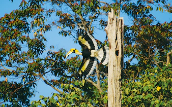 Hornbill flying near tree in Langkawi forest during bird watching tour.