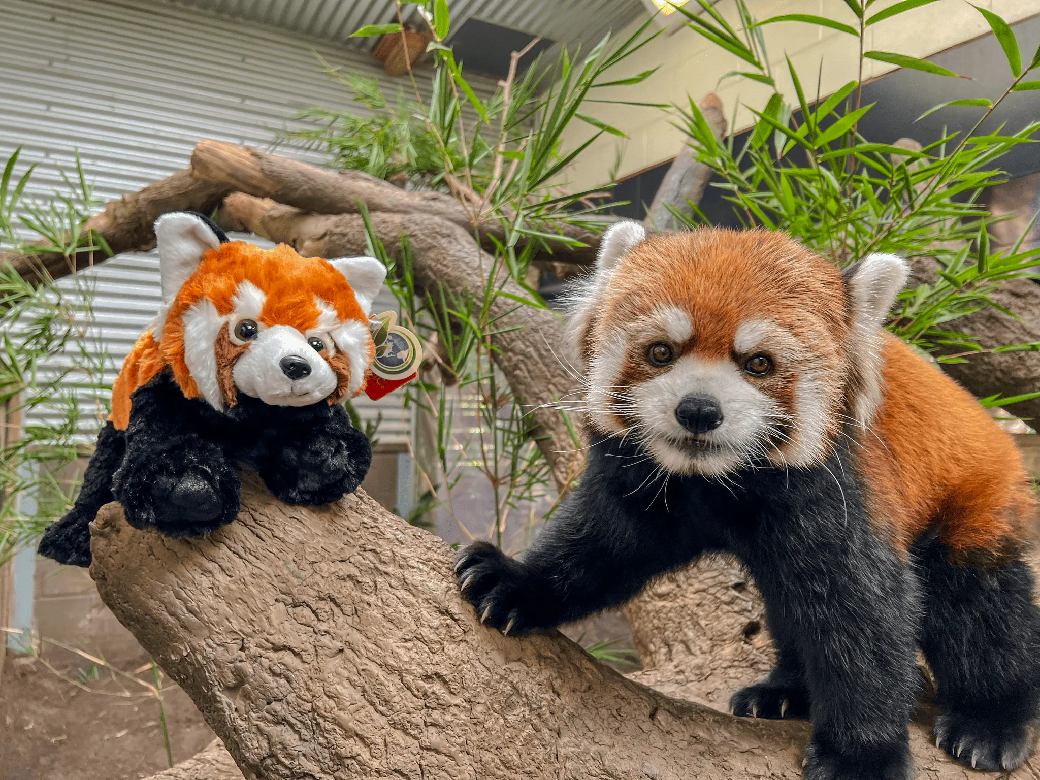 Red panda and plush toy on a log at Houston Zoo.