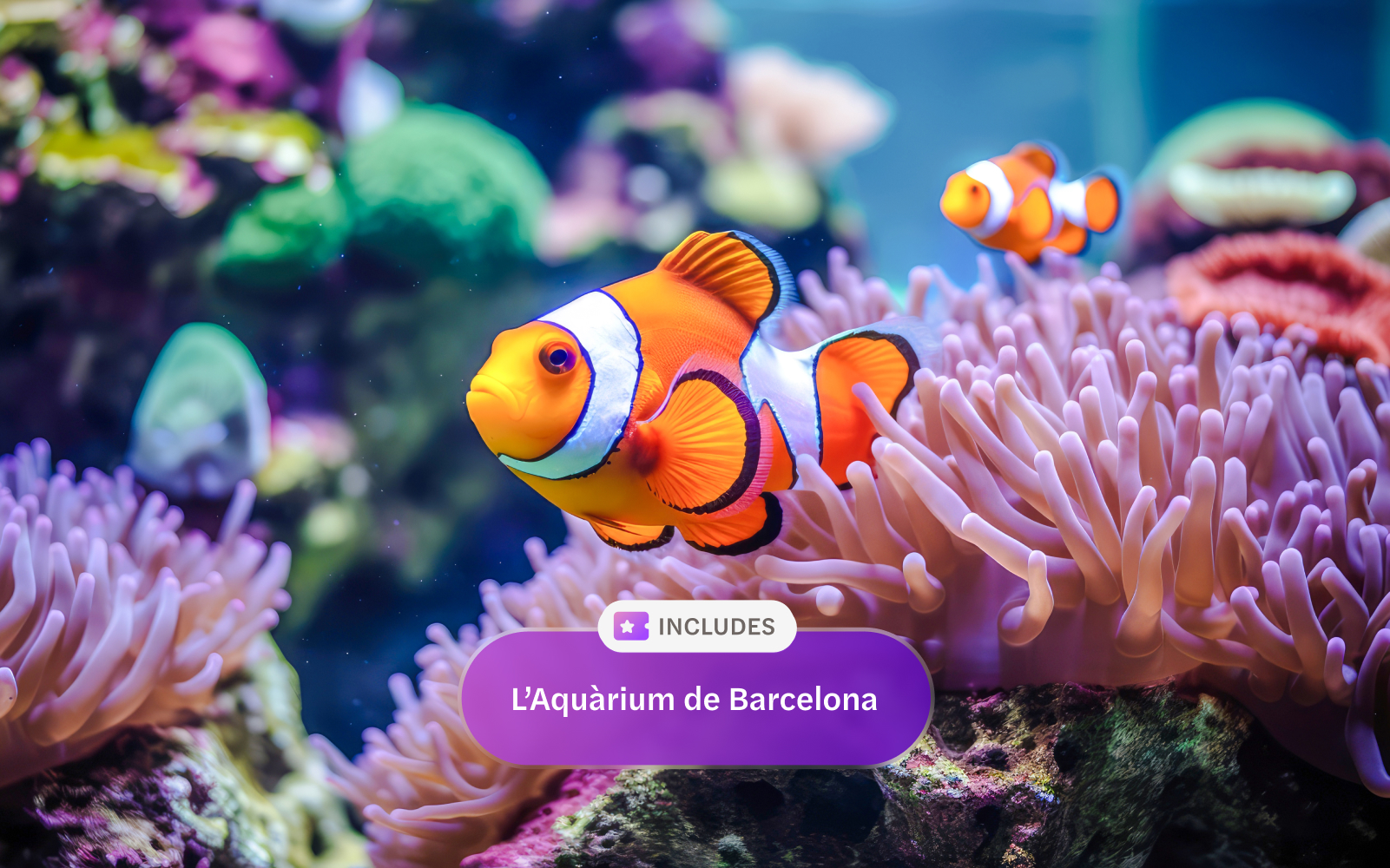 Clownfish swimming among anemones at L'Aquarium de Barcelona.