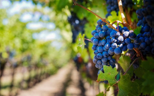 Grapes on a vine in a Polish vineyard near Gródek with Jaworz watchtower in the background.