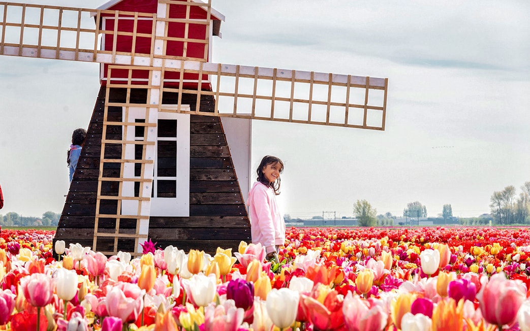 Girl smiling in tulip fields near a windmill at Keukenhof, Netherlands.