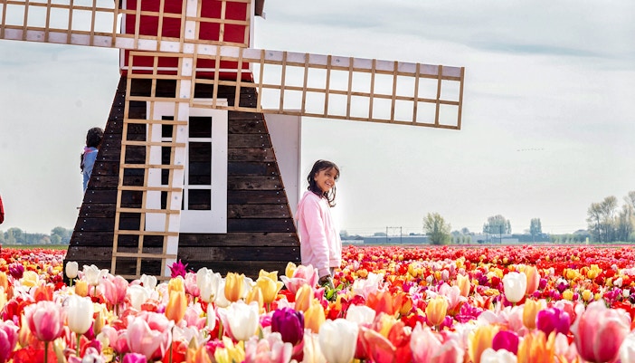 Windmühle im Keukenhof in den Niederlanden