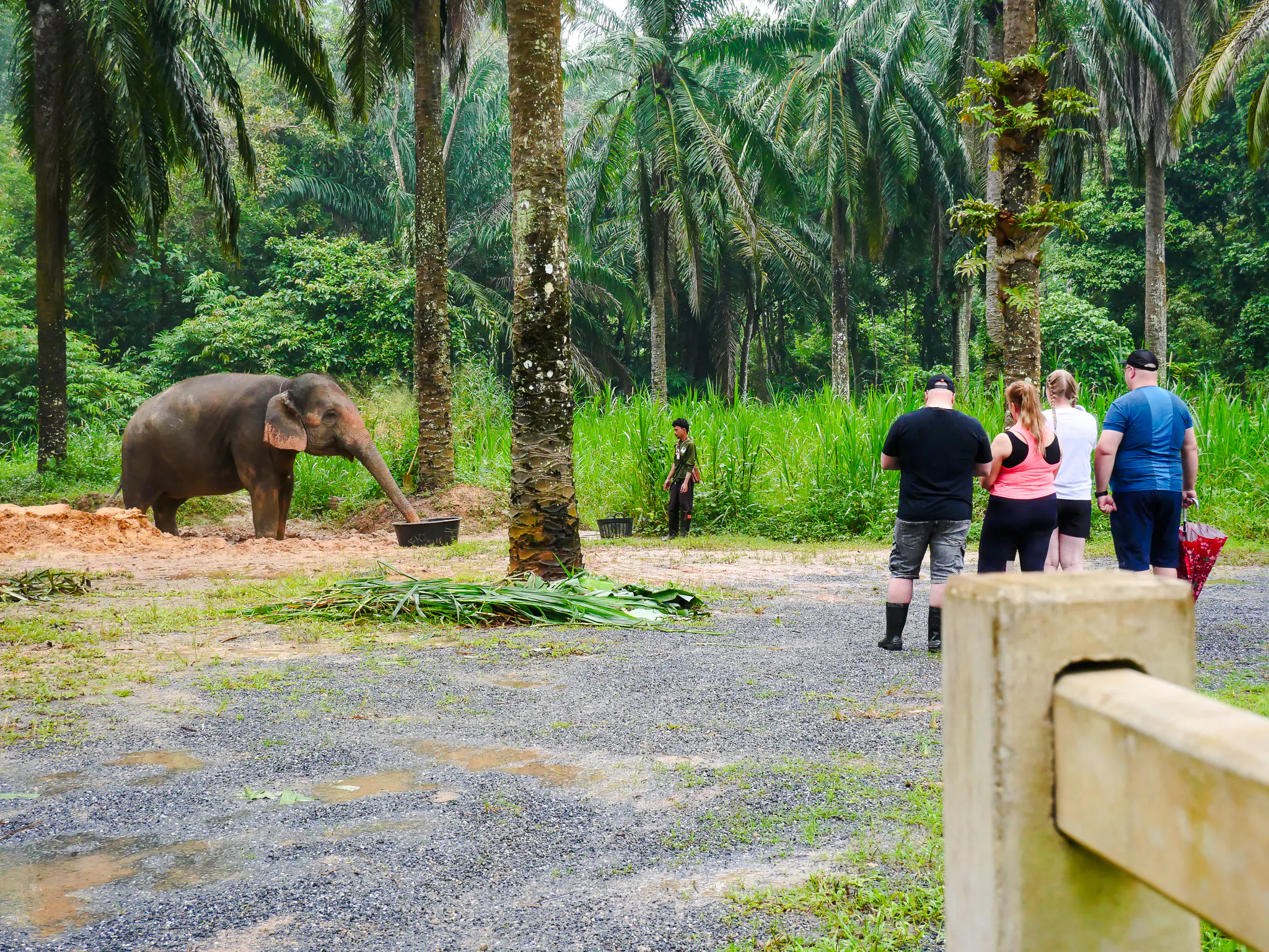 Visitors observing an elephant at Krabi Roaming Elephant Sanctuary, Thailand.