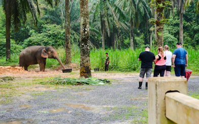 Visitors observing an elephant at Krabi Roaming Elephant Sanctuary, Thailand.