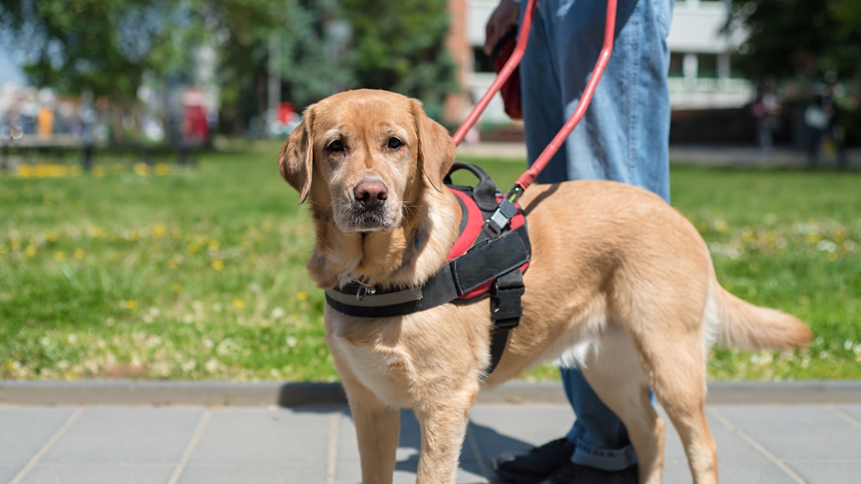 Guide dog sitting on a cobblestone street in a European city.