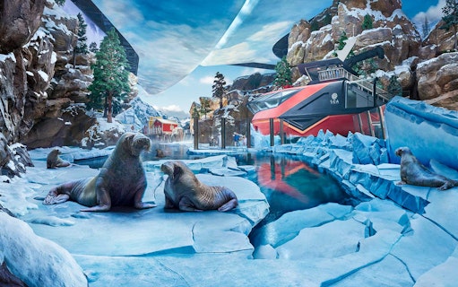 Seals on ice at the polar habitat in SeaWorld Abu Dhabi, with rocky cliffs and water.