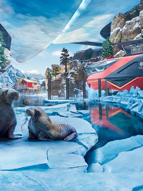 Seals on ice at the polar habitat in SeaWorld Abu Dhabi, with rocky cliffs and water.