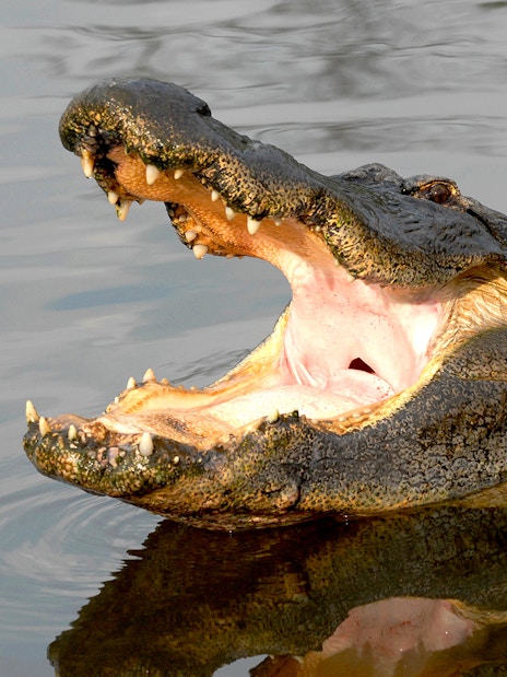 Alligator with open mouth in water at Gatorland, Florida.