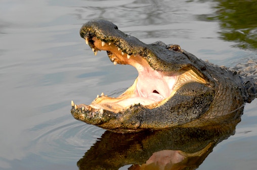 Billets coupe-file pour Gatorland