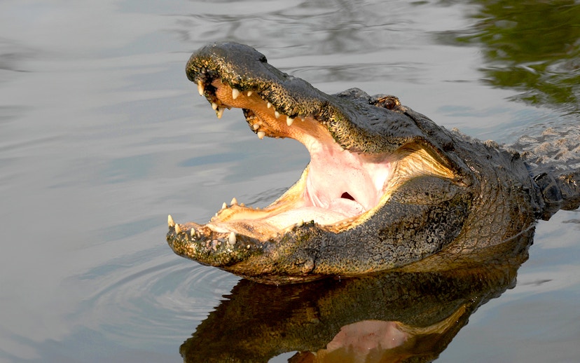 Alligator with open mouth in water at Gatorland, Florida.