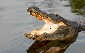 Gatorland: Entradas