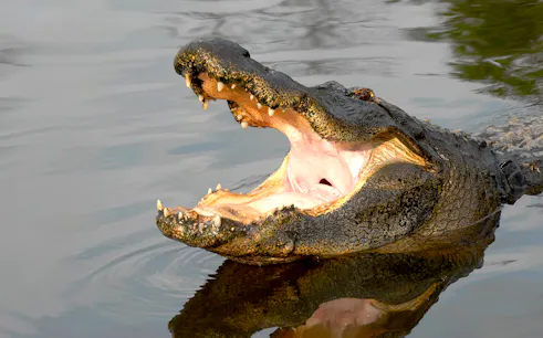 Alligator with open mouth in water at Gatorland, Florida.