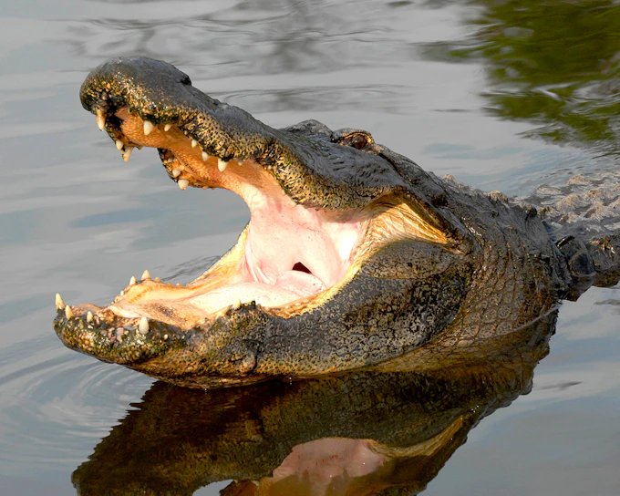 Gatorland Skip-the-Line Tickets