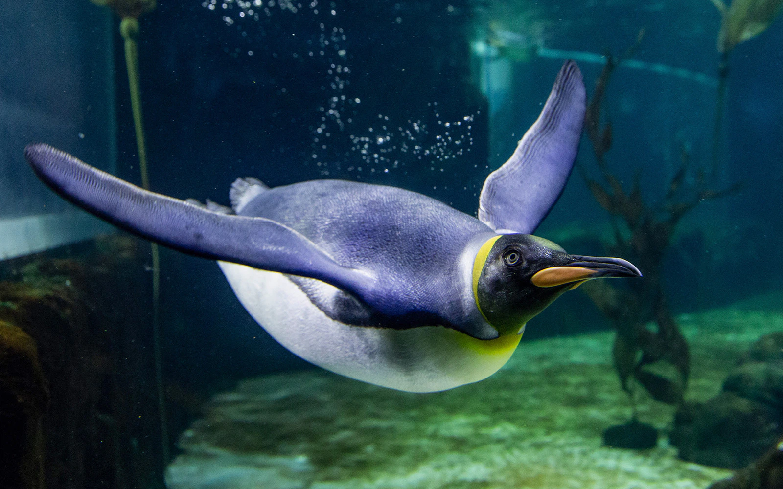 SEA LIFE Sydney Aquarium