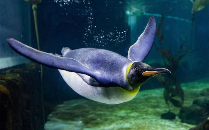 Penguin swimming underwater at SEA LIFE Sydney Aquarium.