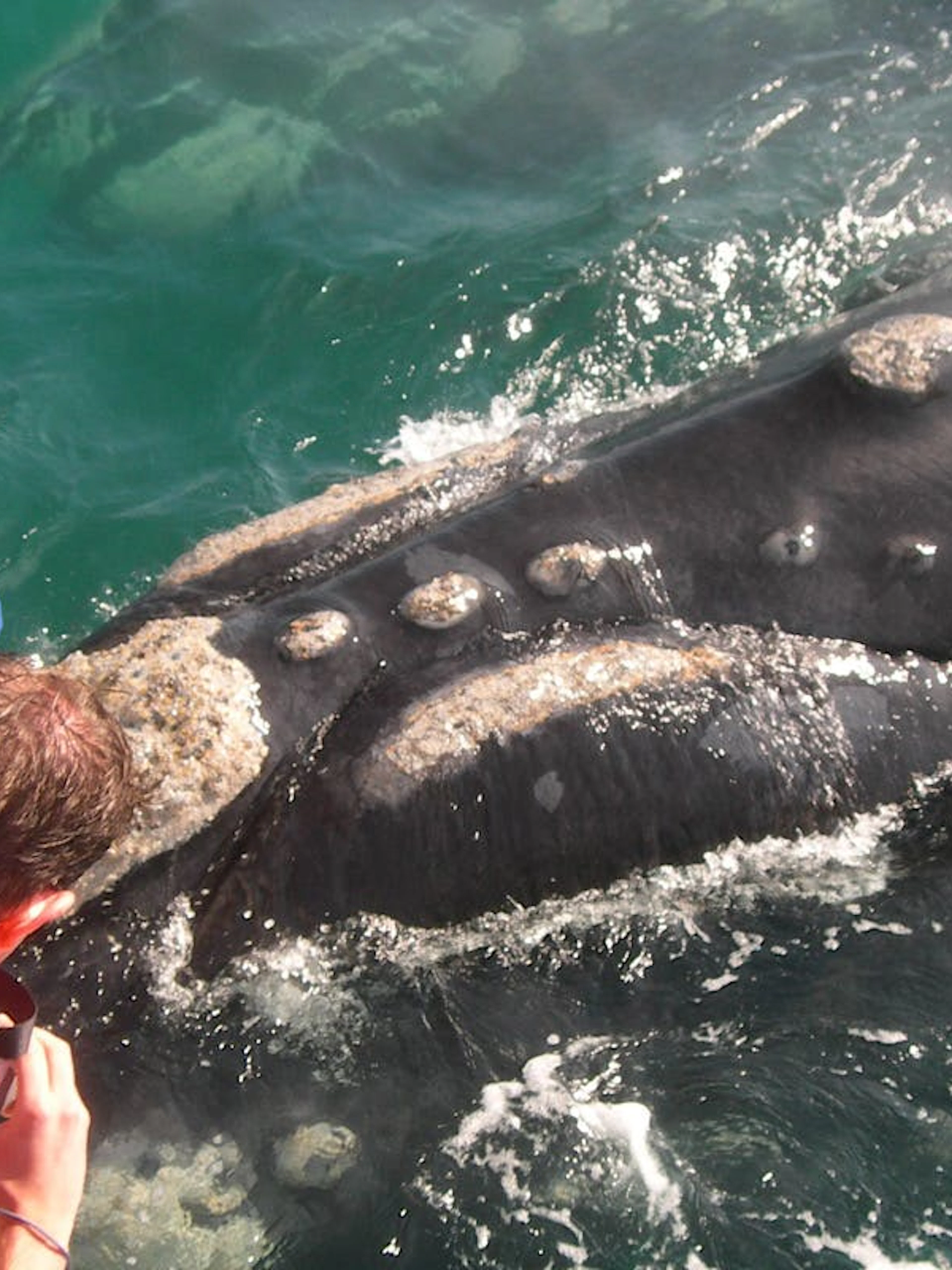 cape town private tour with whale watching boat trip, stony point penguin colony visit, and hermanus wine region transfers-1
