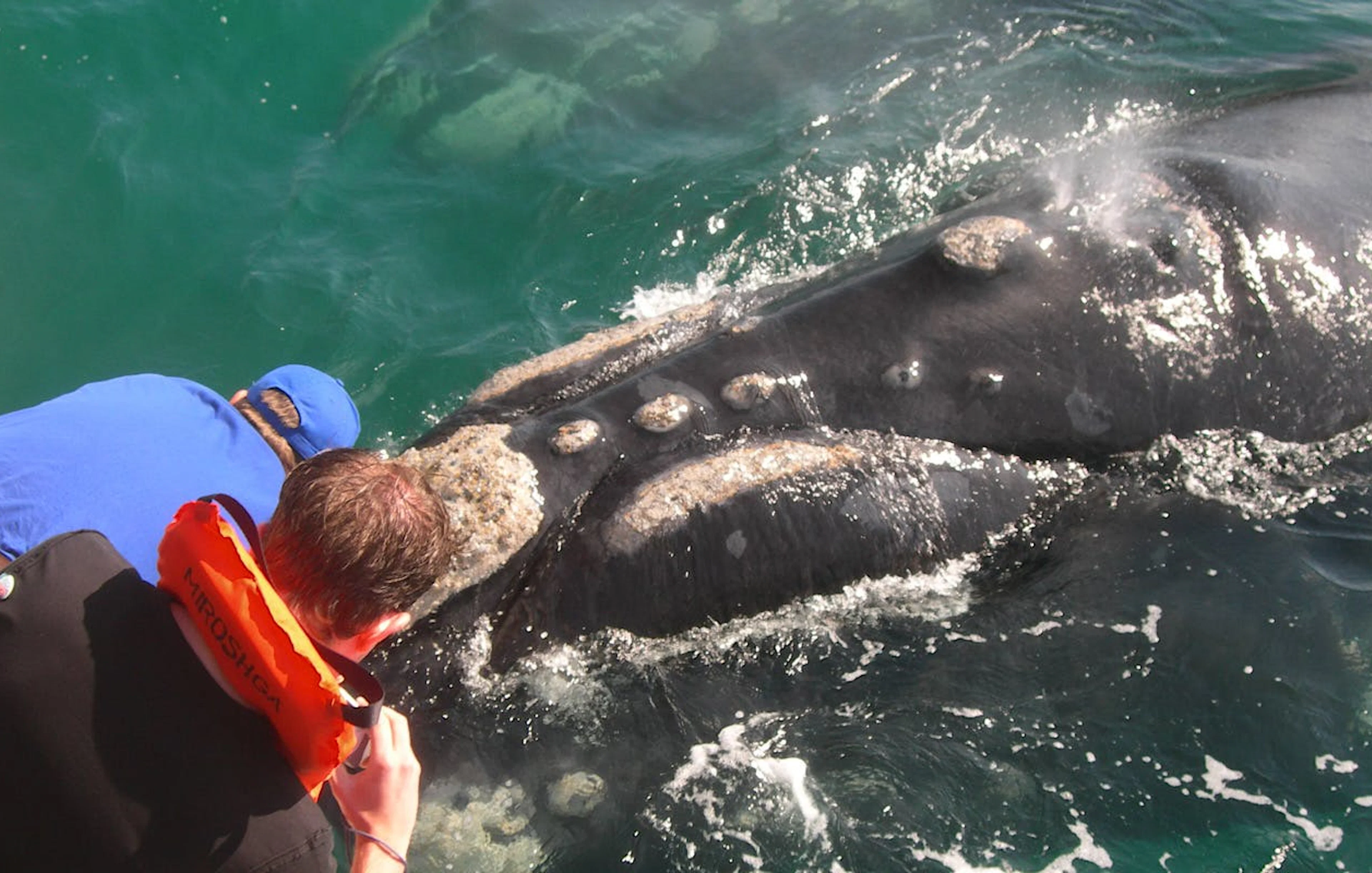 cape town private tour with whale watching boat trip, stony point penguin colony visit, and hermanus wine region transfers-1