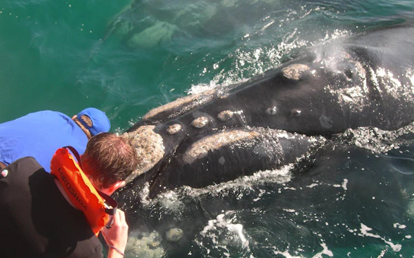 Cape Town Private Tour with Whale Watching Boat Trip, Stony Point Penguin Colony Visit, and Hermanus Wine Region Transfers