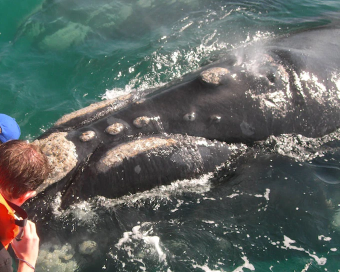 Cape Town Private Tour with Whale Watching Boat Trip, Stony Point Penguin Colony Visit, and Hermanus Wine Region Transfers