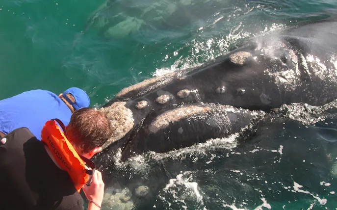 privétour door kaapstad met een rondvaart om walvissen te spotten, een bezoek aan de pinguïnkolonie bij stony point en vervoer naar de wijnstreek van hermanus-1