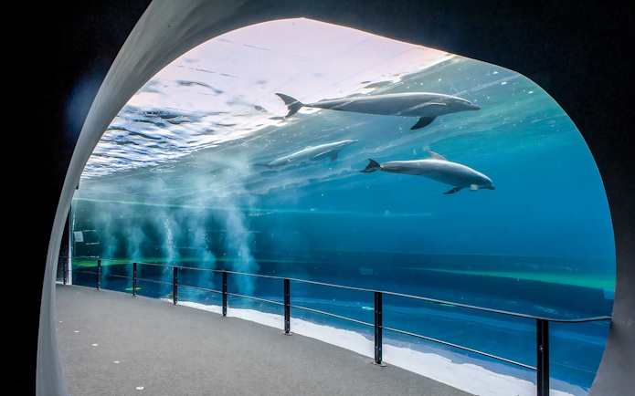 Dolphins swimming in a large tank at the Aquarium of Genoa.