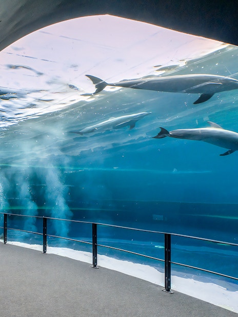 Dolphins swimming in a large tank at the Aquarium of Genoa.
