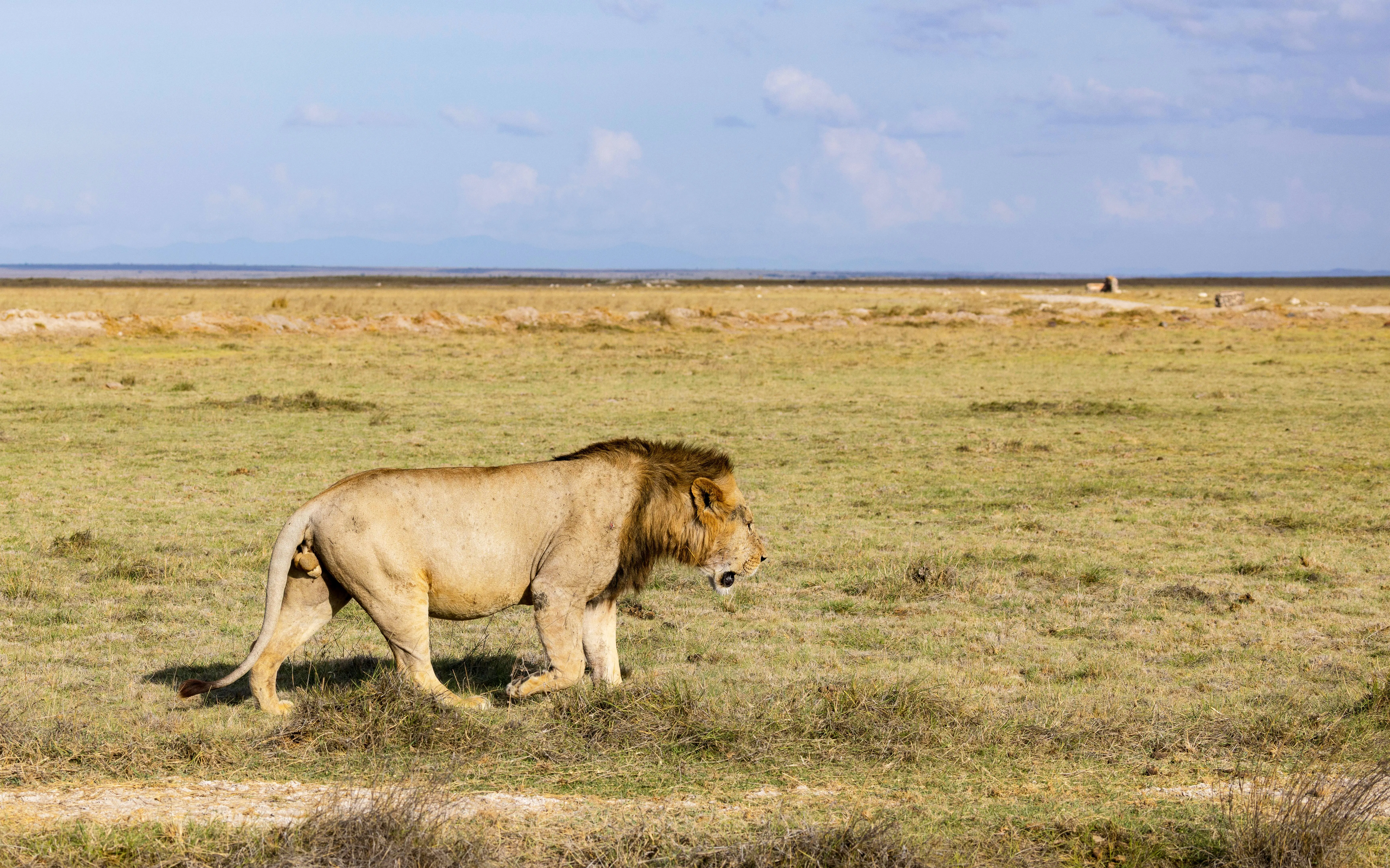 Male lion walking across grassland in Amboseli National Park, Kenya.