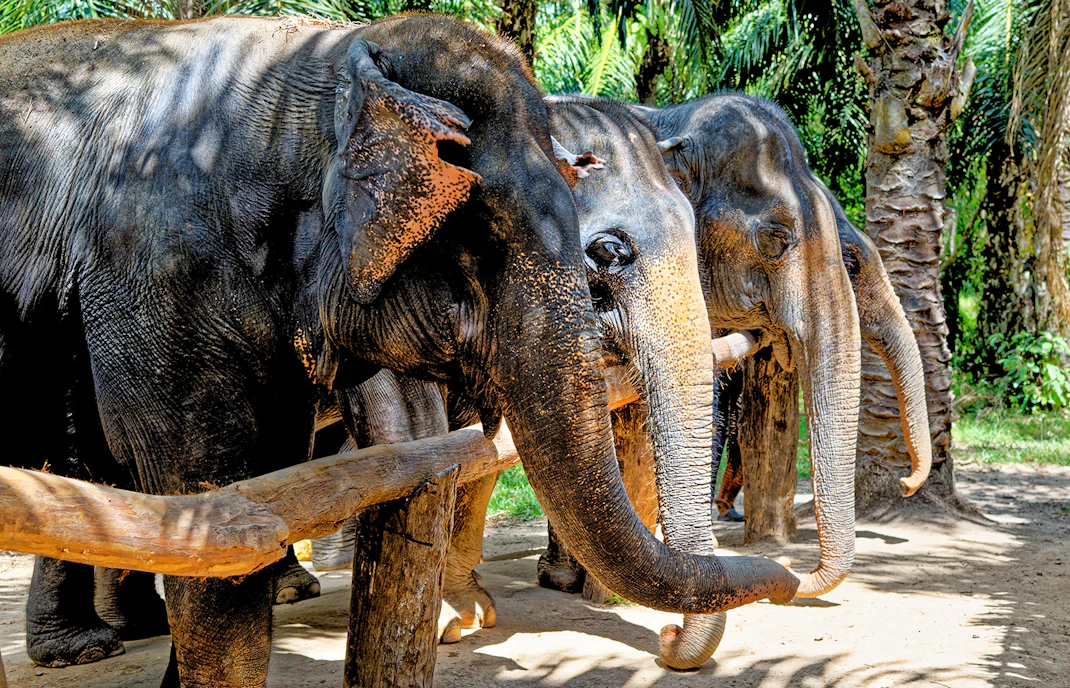 Elephants standing in a row at Krabi Elephant Shelter, Thailand.