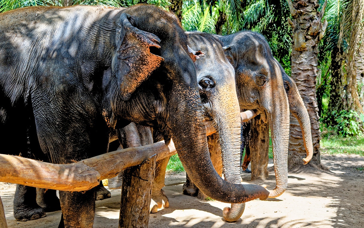 Elephants standing in a row at Krabi Elephant Shelter, Thailand.