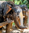 Abrigo para elefantes em Krabi