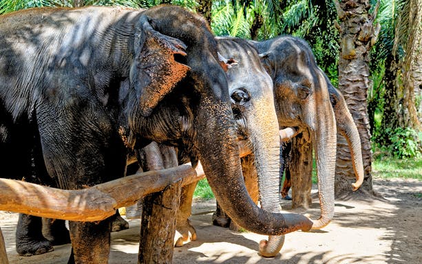 Elephants standing in a row at Krabi Elephant Shelter, Thailand.