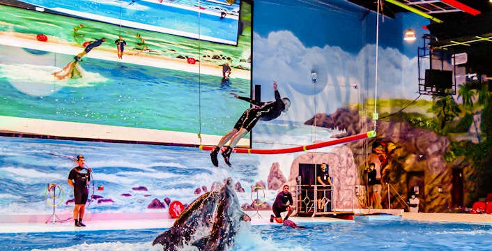 Dolphin playing in the water