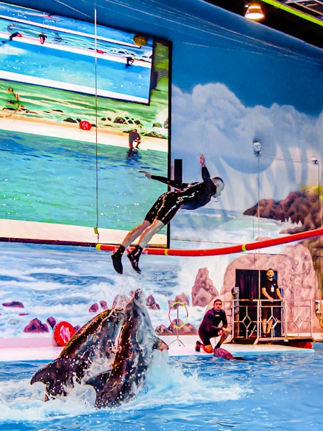 Dolphin leaping with trainer at Dubai Dolphinarium show.