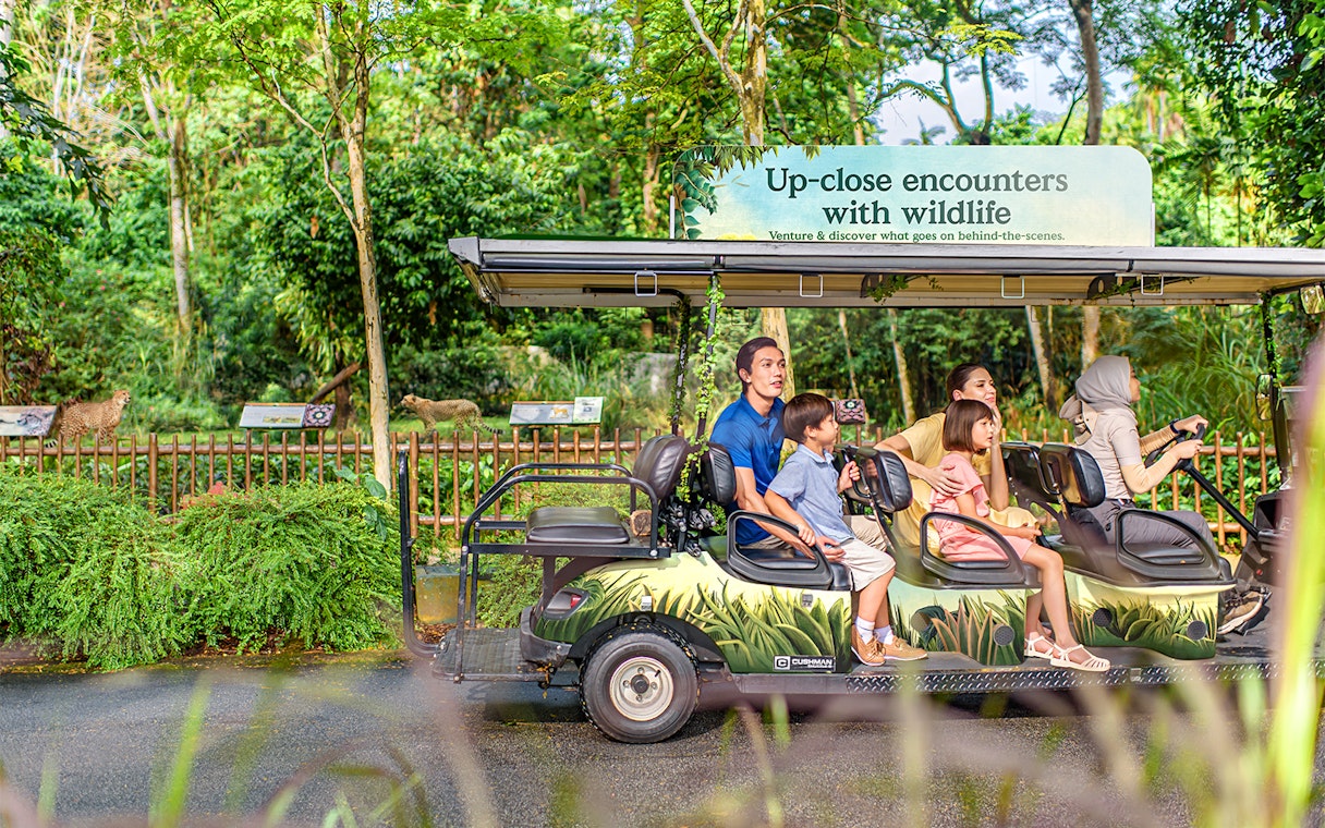 VIP walking tour group in a wildlife park, observing animals from a safari vehicle.