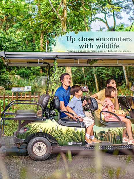 VIP walking tour group in a wildlife park, observing animals from a safari vehicle.