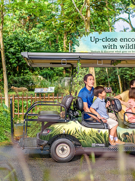 VIP walking tour group in a wildlife park, observing animals from a safari vehicle.
