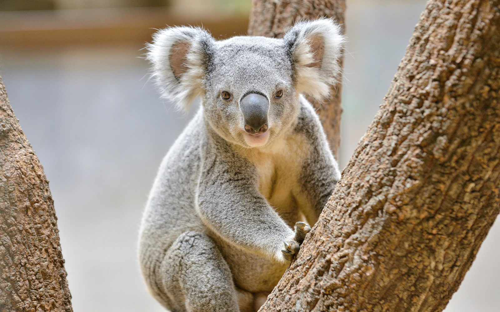 Koala area