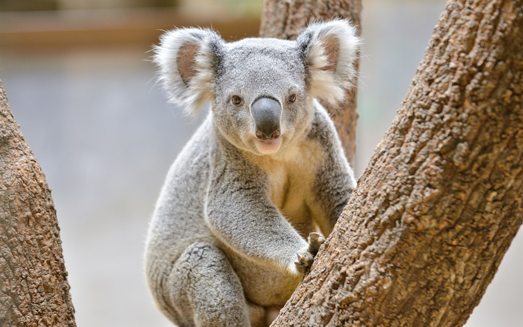 Koala perched on a tree inside Wildlife Sydney Zoo.