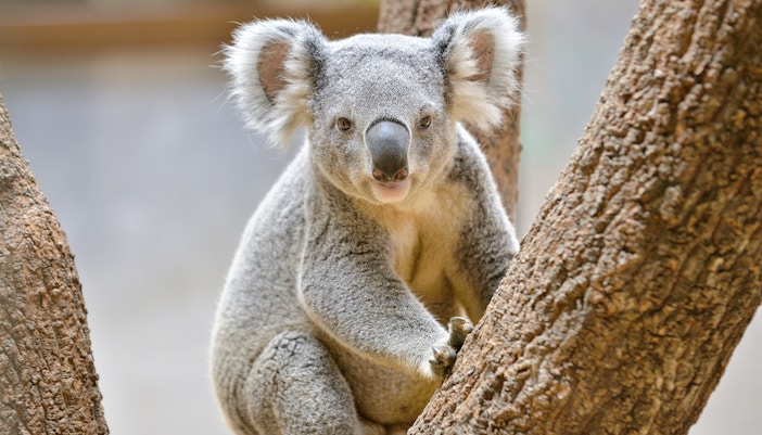 Koala House - Schonbrunn Zoo