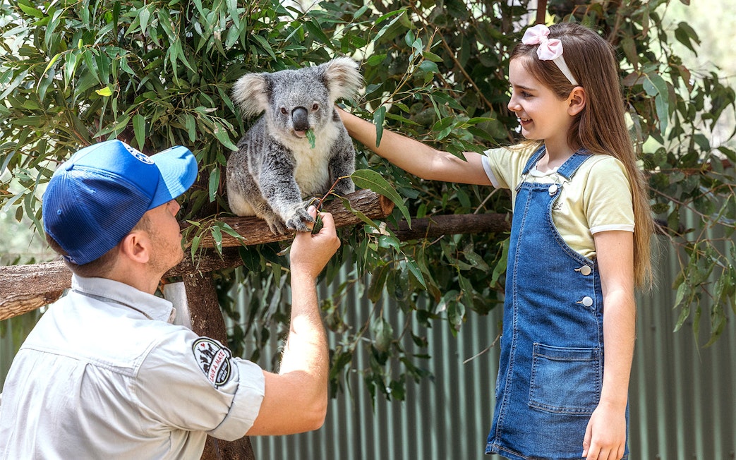 Man and girl petting a koala at Paradise Country.
