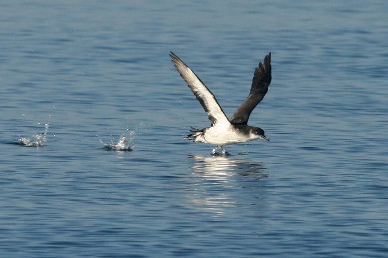 Seabird flying over ocean during Akureyri Whale Watching tour in Iceland.