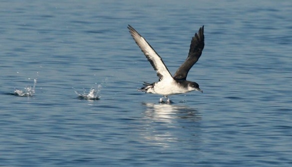 Seabird flying over ocean during Akureyri Whale Watching tour in Iceland.