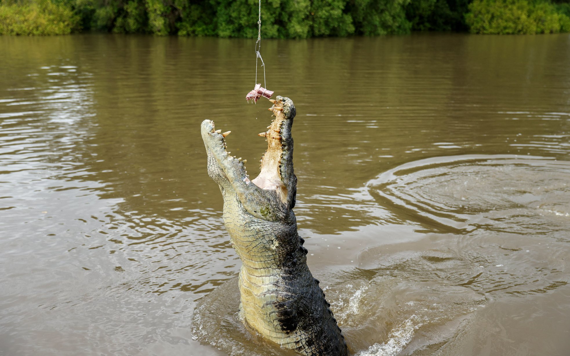 Crocodile jumping for food on Adelaide River cruise.