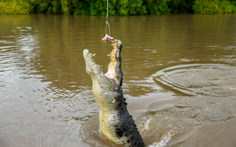 Crocodile jumping for food on Adelaide River cruise.