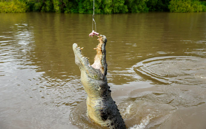 Crocodile jumping for food on Adelaide River cruise.