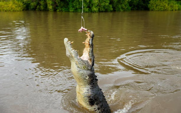 Crocodile jumping for food on Adelaide River cruise.
