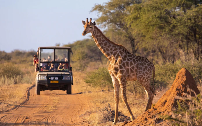 Giraffe near safari vehicle on Kruger Park Safari Drive.